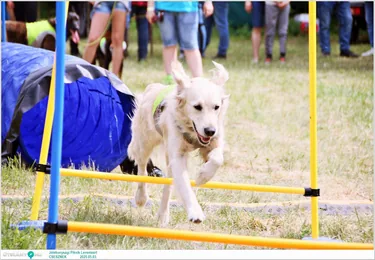 Jótékonysági Piknik Leventéért